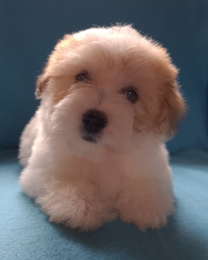 Des Jardins de Gossypium - Chiot disponible  - Coton de Tulear