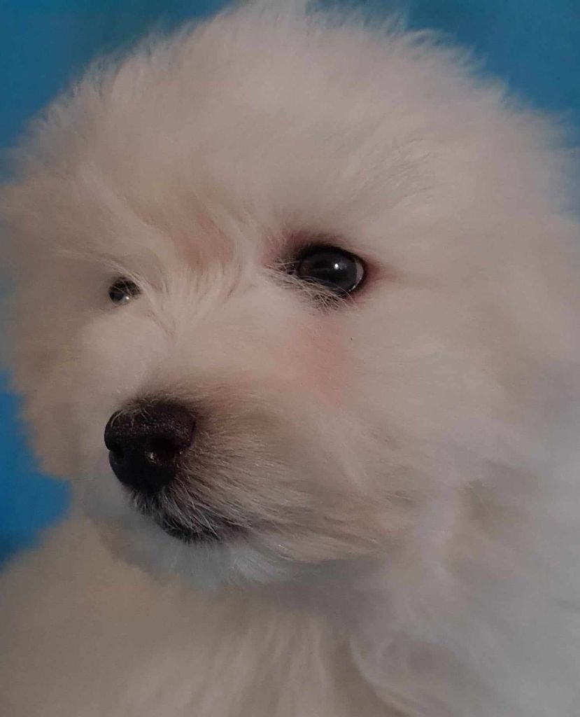 Des Jardins de Gossypium - Chiot disponible  - Coton de Tulear