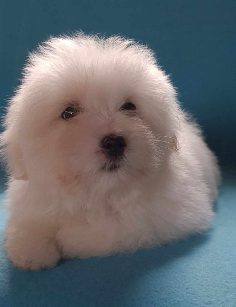 Des Jardins de Gossypium - Chiot disponible  - Coton de Tulear