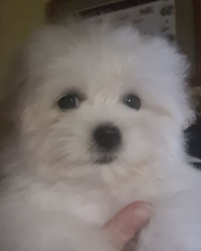 Des Jardins de Gossypium - Chiot disponible  - Coton de Tulear