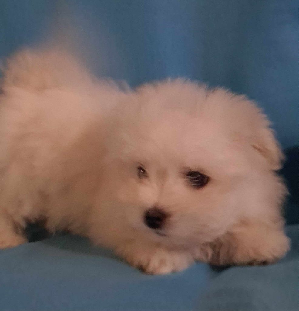 Des Jardins de Gossypium - Chiot disponible  - Coton de Tulear