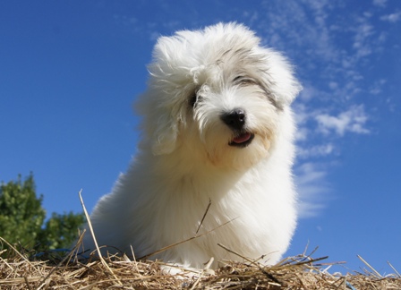 French-kiss Des Jardins de Gossypium