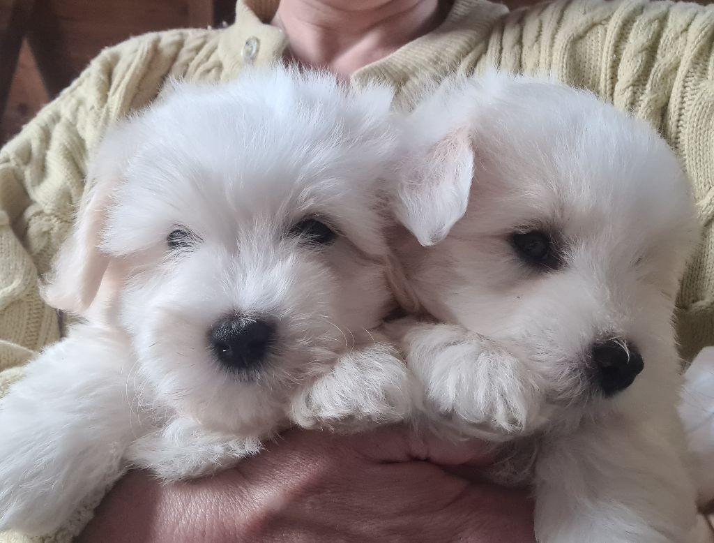 Des Jardins de Gossypium - Naissances / Chiots disponibles