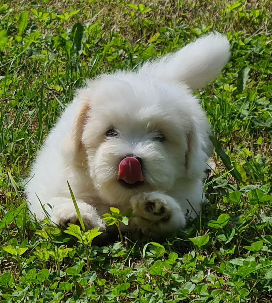 Des Jardins de Gossypium - Chiots disponibles - Coton de Tulear