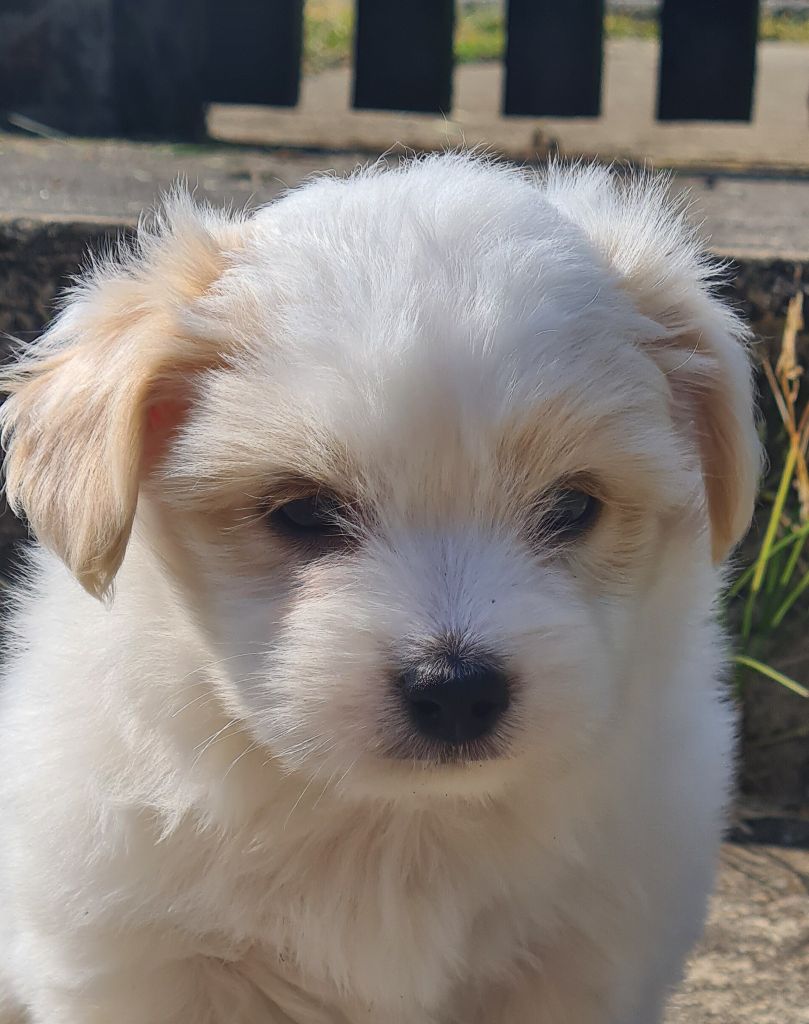 Des Jardins de Gossypium - Chiots disponibles - Coton de Tulear
