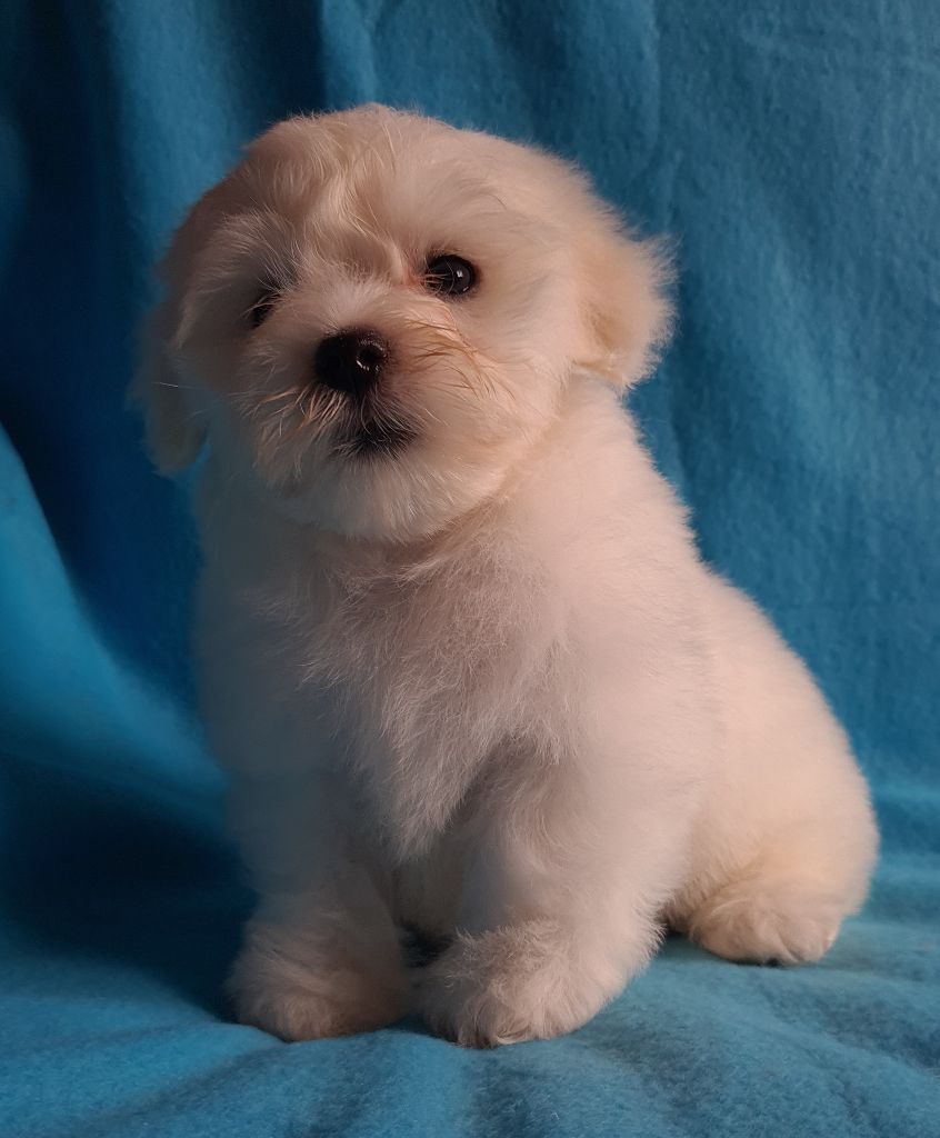 Des Jardins de Gossypium - Chiots disponibles - Coton de Tulear
