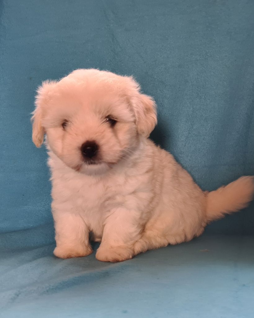 Des Jardins de Gossypium - Chiots disponibles - Coton de Tulear