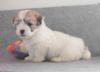 CHIOT
