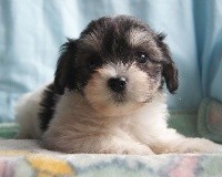CHIOT