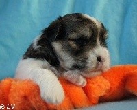 CHIOT