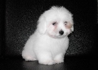 CHIOT