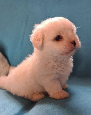 CHIOT 2