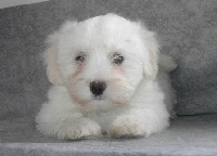 CHIOT