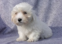 CHIOT