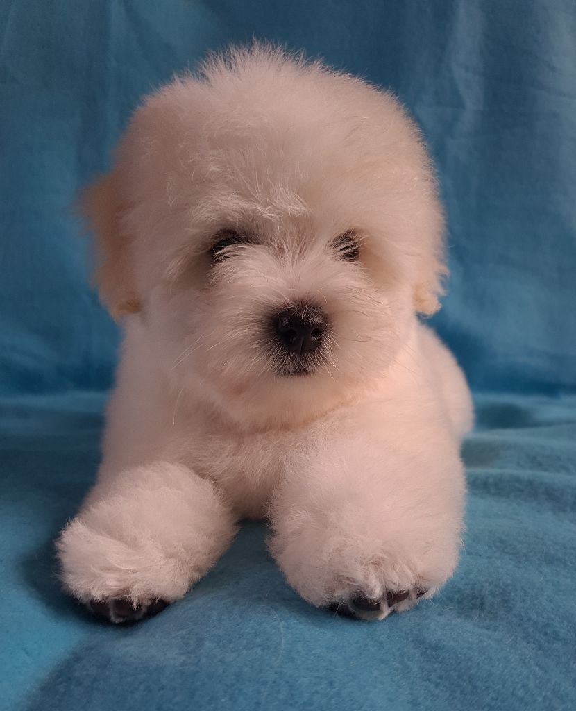 Des Jardins de Gossypium - Chiots disponibles - Coton de Tulear
