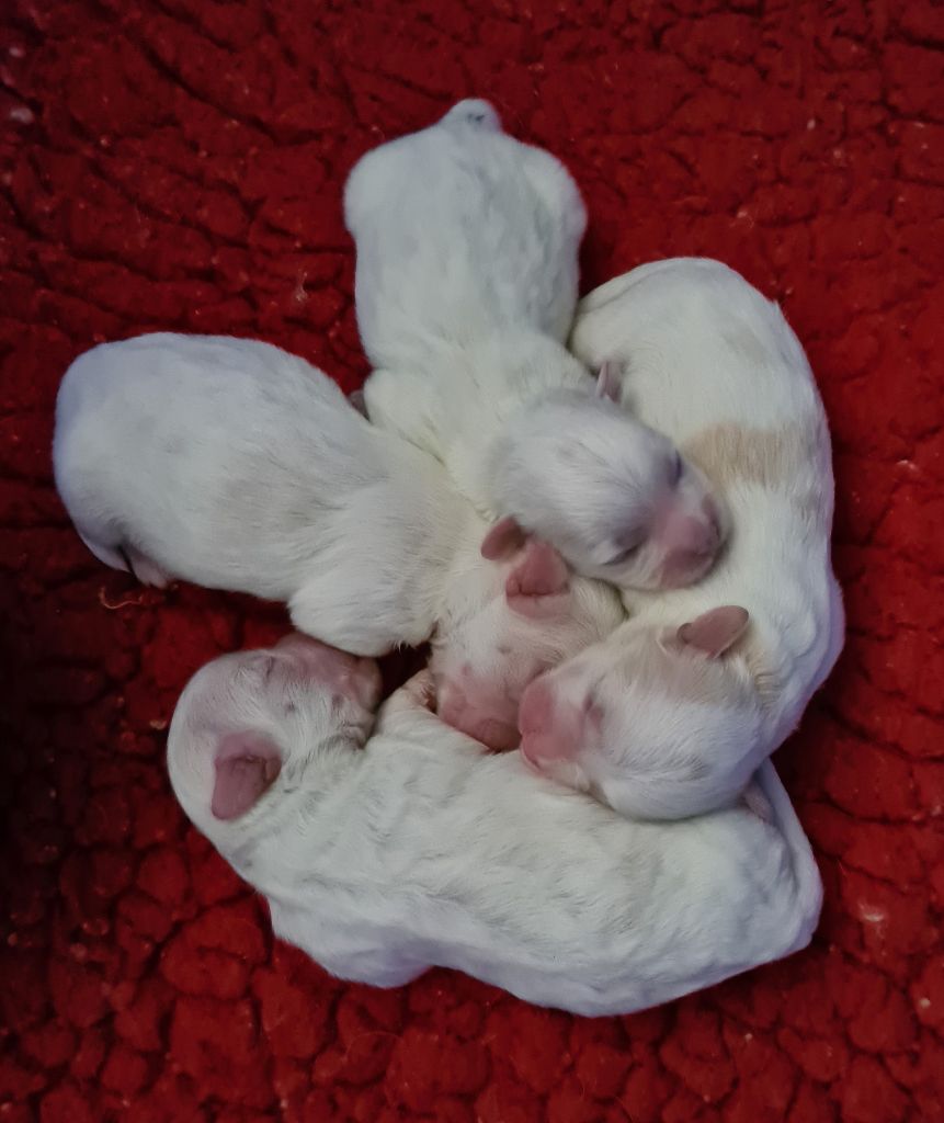 Chiot Coton de Tulear Des Jardins de Gossypium